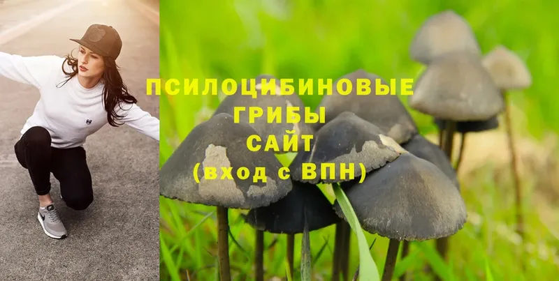 Галлюциногенные грибы Psilocybine cubensis  Ивдель 